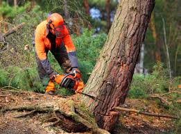 Best Tree Removal  in Browntown, PA