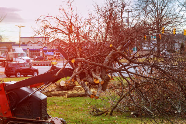 Best Emergency Tree Removal  in Browntown, PA