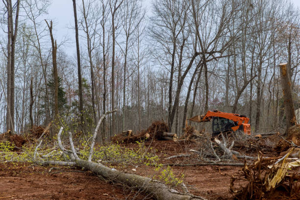  Browntown, PA Tree Removal Services Pros