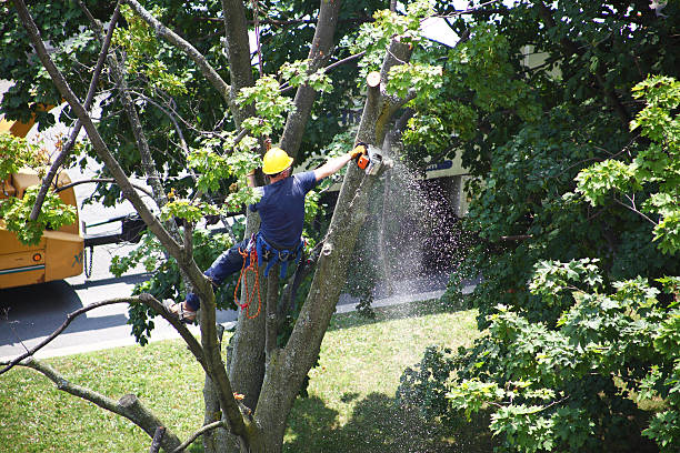 How Our Tree Care Process Works  in  Browntown, PA